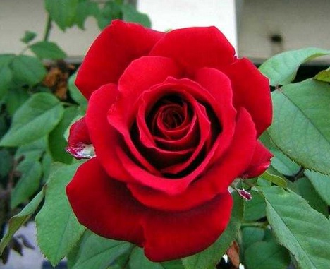 manfaat bunga mawar