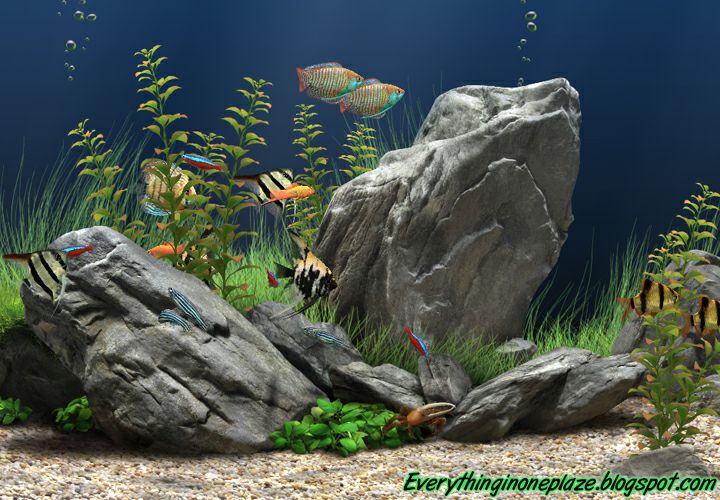 download dream aquarium